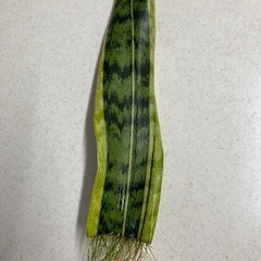 観葉植物　サンスベリアの画像