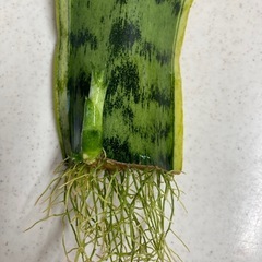 観葉植物　サンスベリアの画像
