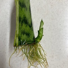 観葉植物　サンスベリアの画像