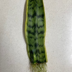 観葉植物　サンスベリアの画像