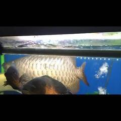 アロワナの画像