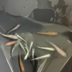 メダカの画像