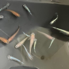 メダカの画像