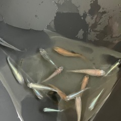 メダカの画像