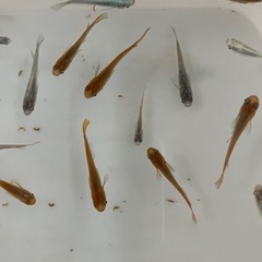 メダカの画像