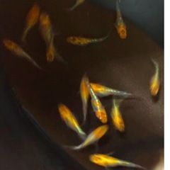 極上💐宮桜メダカ幼魚１２匹の画像