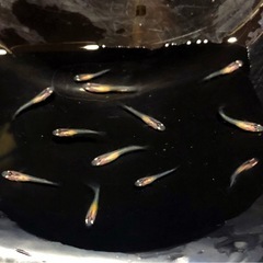 極上💐宮桜メダカ幼魚１２匹の画像