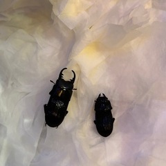 決まりました‼️の画像