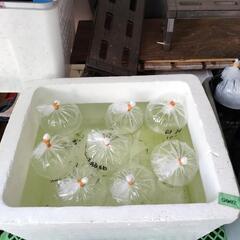 セール準備完了！