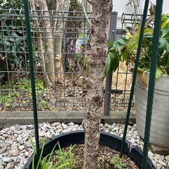 花桃　植木の画像