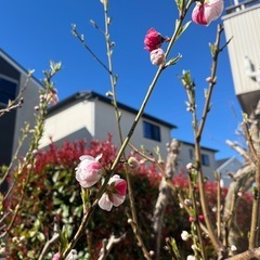 花桃　植木の画像