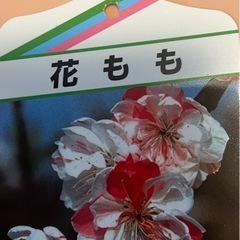 花桃　植木の画像