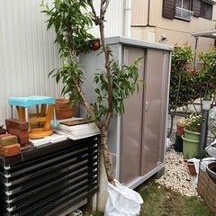 花桃　植木の画像