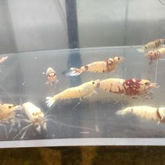 決まりました◆　　　　　　　　　　　　　　　　　　　　　　　　　　　　　　　　　　　　　　　　　　　　　　　　　　　　　　　　　　　　　　　　　　　　　　　　　　　　　　　　　　　　　　　　【現物.】レッドファンシータイガーシュリンプ　◆ おまけ込み15匹セット（ビーシュリンプ系）.選外スタータークラスの画像