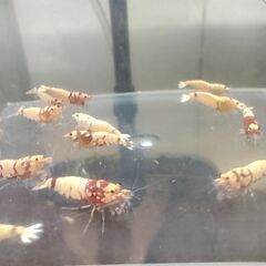 決まりました◆　　　　　　　　　　　　　　　　　　　　　　　　　　　　　　　　　　　　　　　　　　　　　　　　　　　　　　　　　　　　　　　　　　　　　　　　　　　　　　　　　　　　　　　　【現物.】レッドファンシータイガーシュリンプ　◆ おまけ込み15匹セット（ビーシュリンプ系）.選外スタータークラスの画像