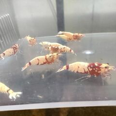 決まりました◆　　　　　　　　　　　　　　　　　　　　　　　　　　　　　　　　　　　　　　　　　　　　　　　　　　　　　　　　　　　　　　　　　　　　　　　　　　　　　　　　　　　　　　　　【現物.】レッドファンシータイガーシュリンプ　◆ おまけ込み15匹セット（ビーシュリンプ系）.選外スタータークラスの画像