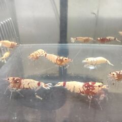 決まりました◆　　　　　　　　　　　　　　　　　　　　　　　　　　　　　　　　　　　　　　　　　　　　　　　　　　　　　　　　　　　　　　　　　　　　　　　　　　　　　　　　　　　　　　　　【現物.】レッドファンシータイガーシュリンプ　◆ おまけ込み15匹セット（ビーシュリンプ系）.選外スタータークラスの画像