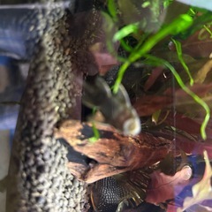 ミニブッシープレコ。の画像