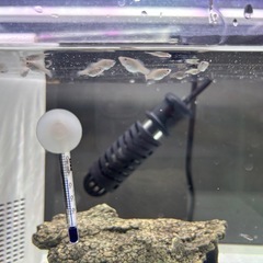 モーリー(稚魚)の画像