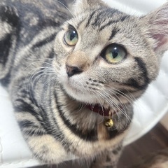 温厚な性格のマリンちゃん新しい家族を探しています 🐾