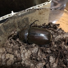 ⑩カブトムシの成虫　無料で差し上げますの画像
