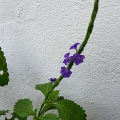 ホナガソウ　　植物の画像