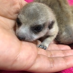 ミーアキャット 男の子