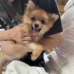 😃(10万)ポメラニアンオレンジ😃