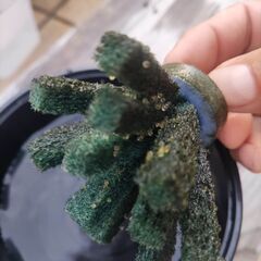ラメメダカ　卵沢山の画像