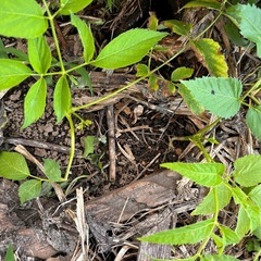 タラの木の苗の画像