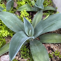 アガベ　植物（大きさ更新）の画像