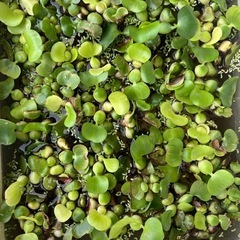 MIXメダカ1匹稚魚2円〜の画像