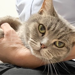 繁殖用に飼われていたアメショ系女の子