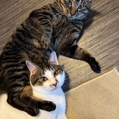 2匹の里親様を探しています