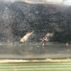 メダカ（菊虎風雅）の画像