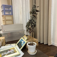 鉢植えセットの画像