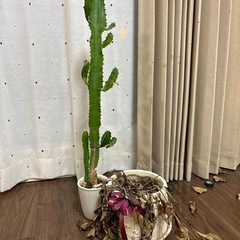 鉢植えセットの画像