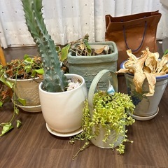 鉢植えセットの画像