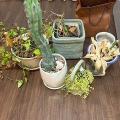 鉢植えセットの画像