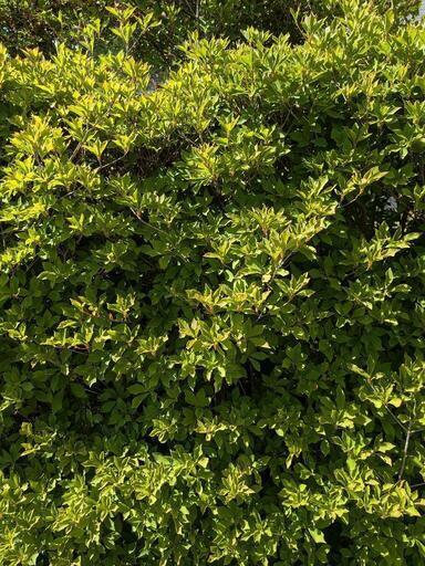 ドウダンツツジ 生垣 バラ売り可【石川県引き取り限定】まとめ割 ドウダンツツジ 生垣 美しい落葉樹 秋の色合い【石川県引き取り