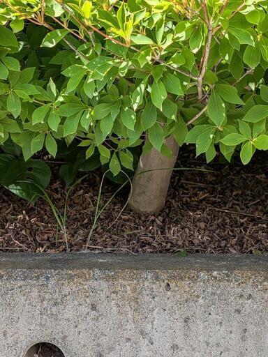 ドウダンツツジ 生垣 バラ売り可【石川県引き取り限定】まとめ割 垣根