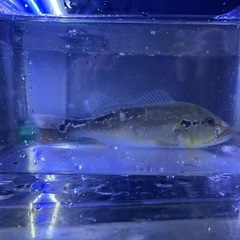 キクラテメンシス　ピニマの画像