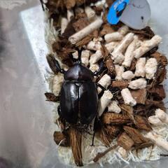 オキナワカブト単の画像