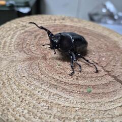 オキナワカブト単の画像
