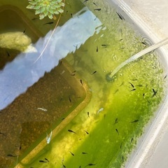 【めだか】オロチ稚魚10匹＋エビ3匹の画像