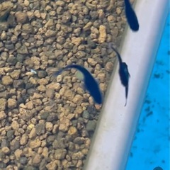 【めだか】オロチ稚魚10匹＋エビ3匹の画像