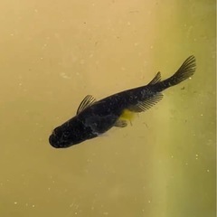 【めだか】オロチ稚魚10匹＋エビ3匹の画像