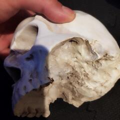 ドクロ置物　インテリア　骸骨の画像