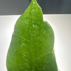 月下美人 苗 ココヤシポット入り サボテン/ゲッカビジンの画像