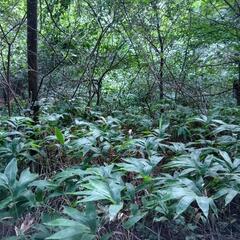 道沿いの山林の画像